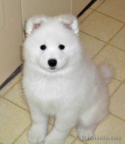gentil chiot samoyede a donner