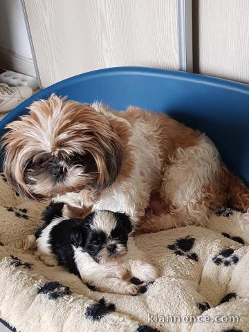 Exceptionnels Chiots Shih Tzu Pure Race
