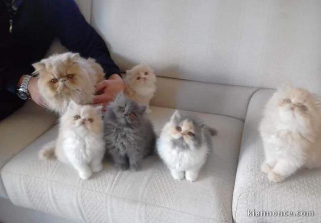 Magnifique choit Rottweiler