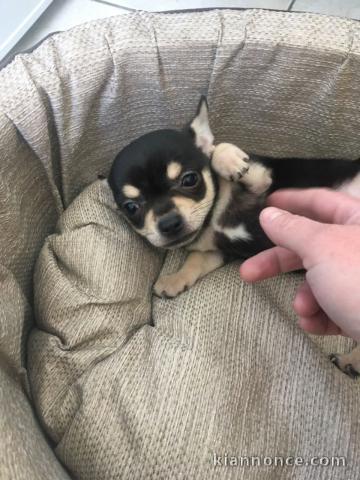Urgent Chihuahua 3 mois et demi