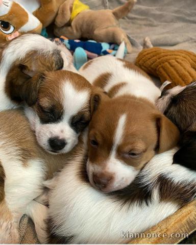 Les chiots jack russel a donné contre bon soin
