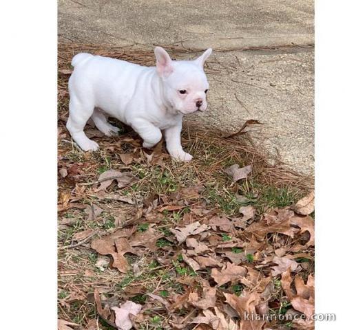 Chiots Bouledogue francais male et femelle  