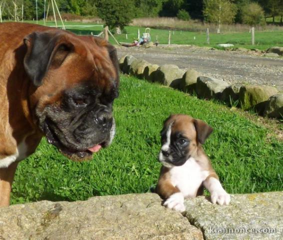 Magnifiques Chiots Boxer Pure Race