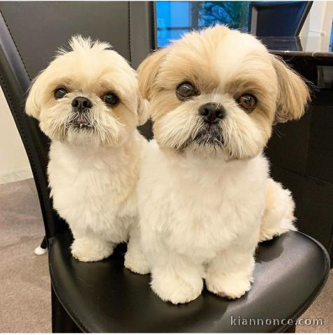 Trés jolie shir tzu en très bon santé pour adoption
