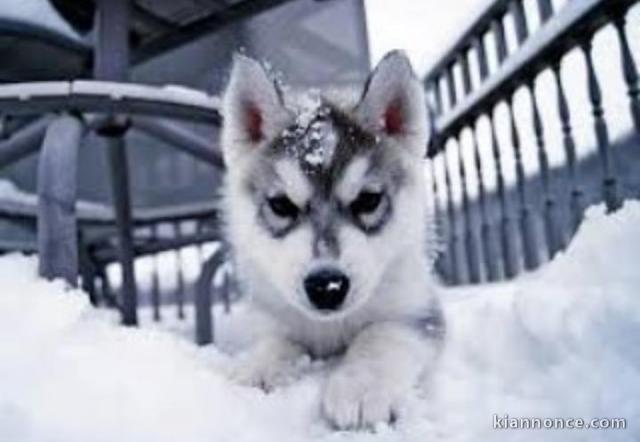 magnifique chiots husky siberien a adopter