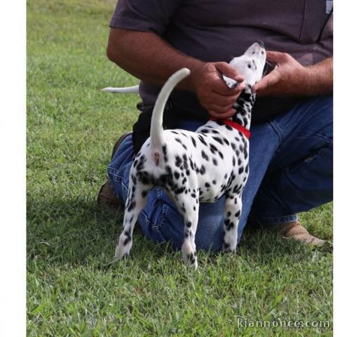 CHIOTS PUR RACE DALMATIEN LOOF