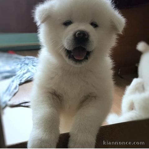 les chiots akita disponible