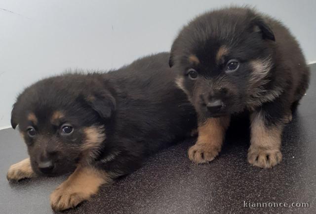 Chiens de berger allemand prêtes à partir