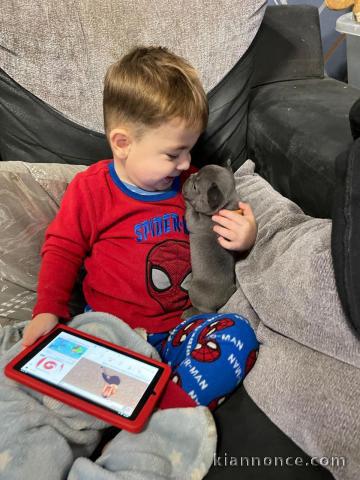 Dons Bouledogues français lof dispos de suite 