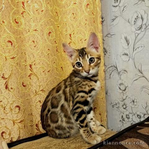 Diponible en adoption bengale