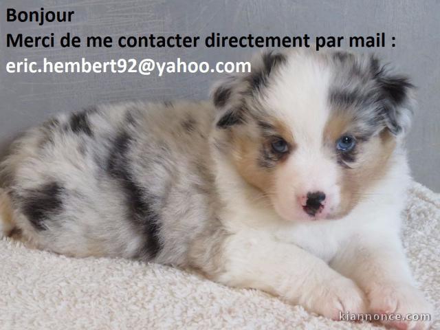 A Donner chiot berger australien