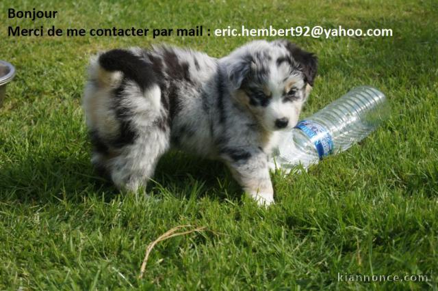 Chiot berger australien a donner