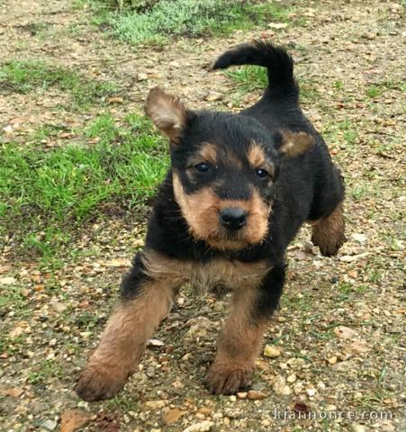  Magnifique chiot Airedale Terrier à donner 