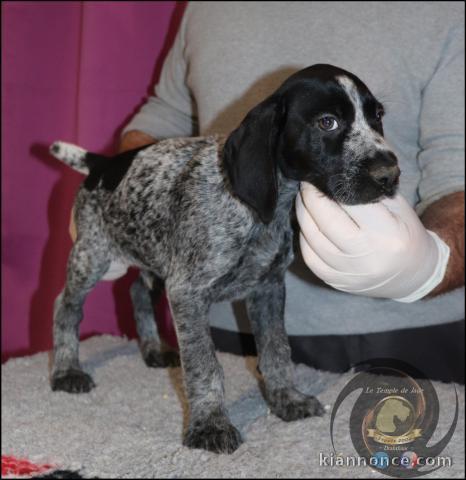 Magnifique chiot Berger belge  à donner 