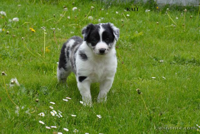 Magnifique  chiot Border Collie à donner 