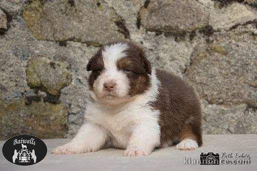 Magnifique  chiot berger australien  à donner 