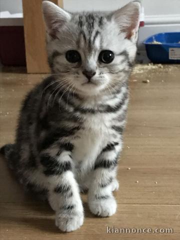 chatons british shorthair