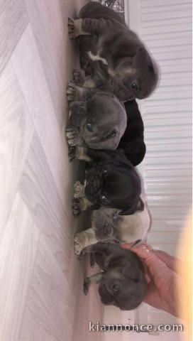 Superbes Bulldog français  A DONNER 