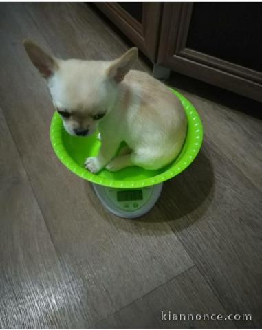 Merveilleux chiots chihuahua pour adoption