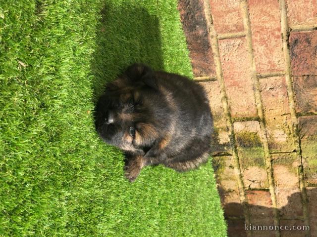 Chiots berger allemand A DONNER