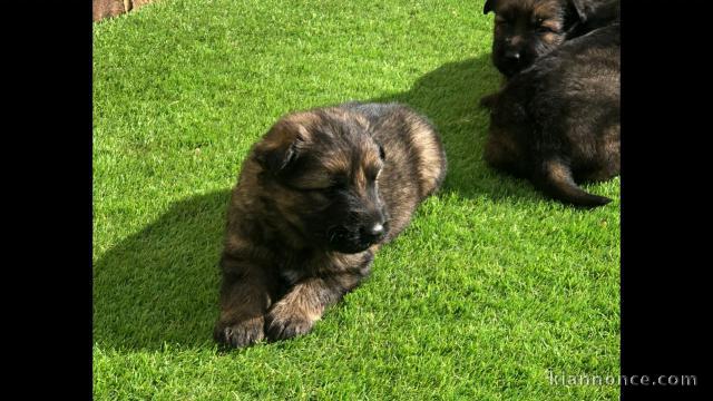 Chiots berger allemand A DONNER