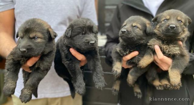 Chiots berger allemand A DONNER