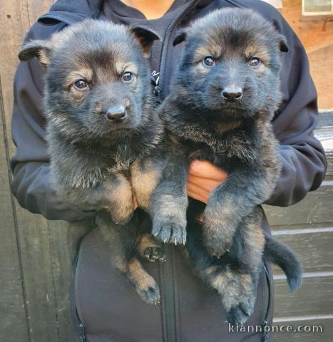 Chiots berger allemand A DONNER