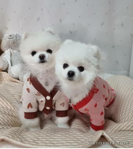 Les chiots squitz nain pour adoption contre bon soin