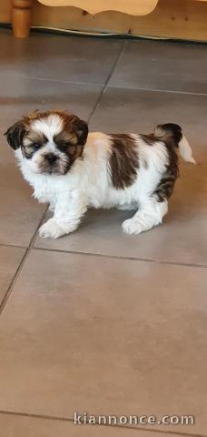 Magnifique  chiot shih tzu à donner