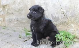 Magnifique chiot Berger belge à donner 