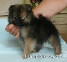 chiots spitz a donner
