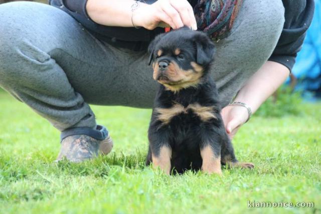 Adoption Chiots Rottweiler LOF