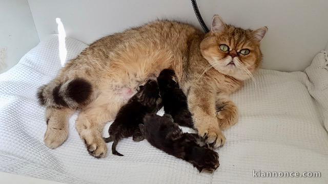 CHATONS PERSAN A DONNER 