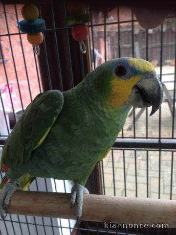 Perroquet amazone ailé orange