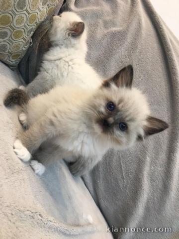 Chaton Ragdoll A DONNER 