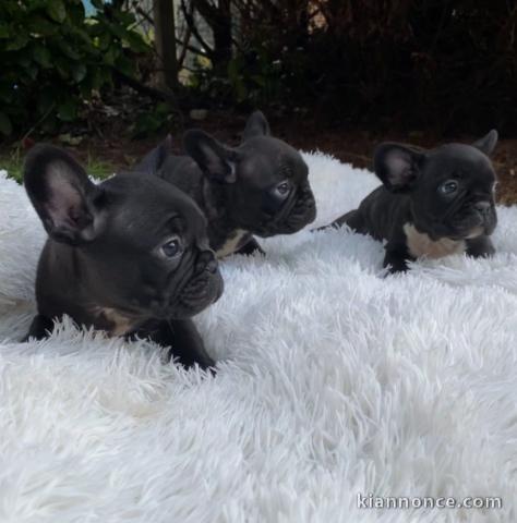 Chiots bouledogue français Dna moelleux rares