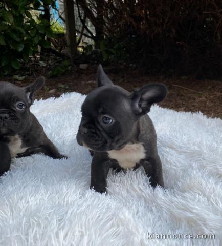Chiots bouledogue français Dna moelleux rares
