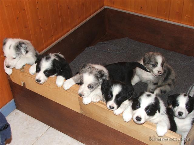  Magnifiques Chiots Border Collie Pure Race