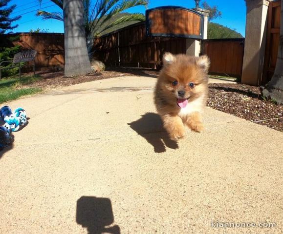 Chiot type poméranien a donner