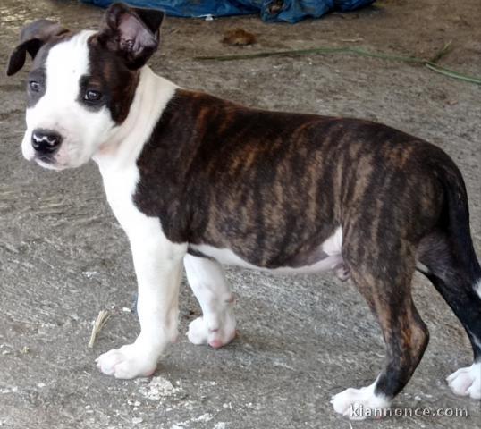 Chiot staff boerbull 3 mois a vendre  
