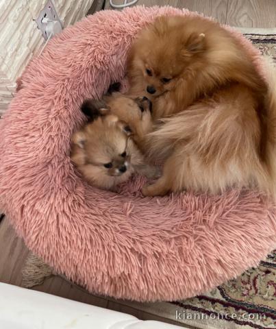 poméranien lof a donner 