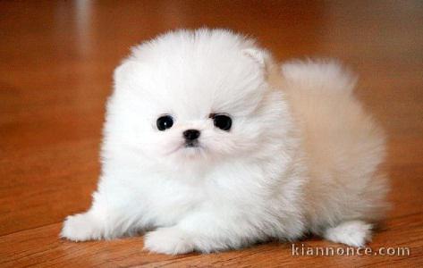 Femelle Pomeranian teacup lof 