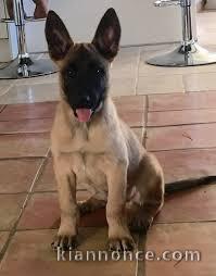 berger belge malinois a donner