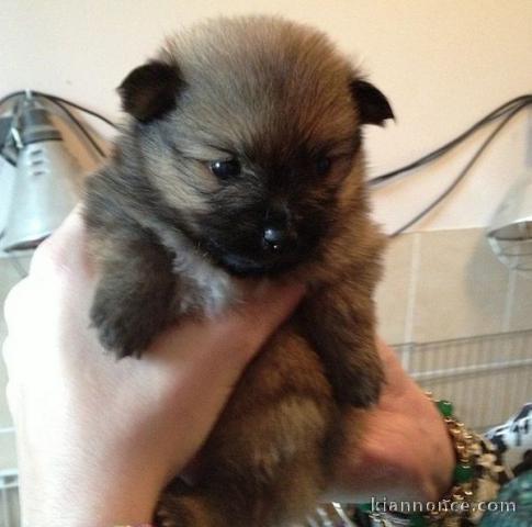 spitz nain pour adoption