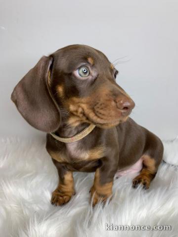 Teckels à poils lisses miniatures au chocolat et bronzage