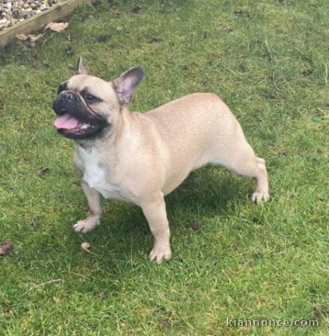 Bouledogue français - Femelle adulte d\