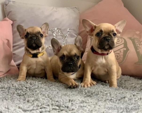 Adorables chiots bouledogue français