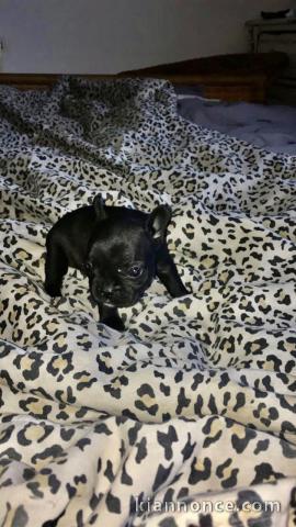  Chiots bouledogue français fauve bleu 