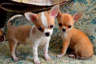 Adoption chiot chihuahua