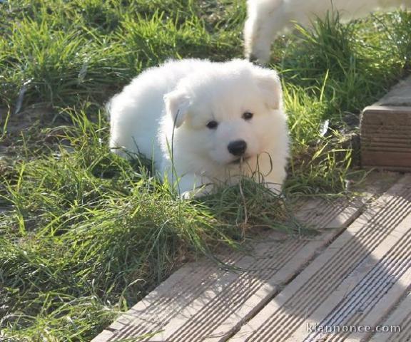 chiots berger blanc suisse a donner